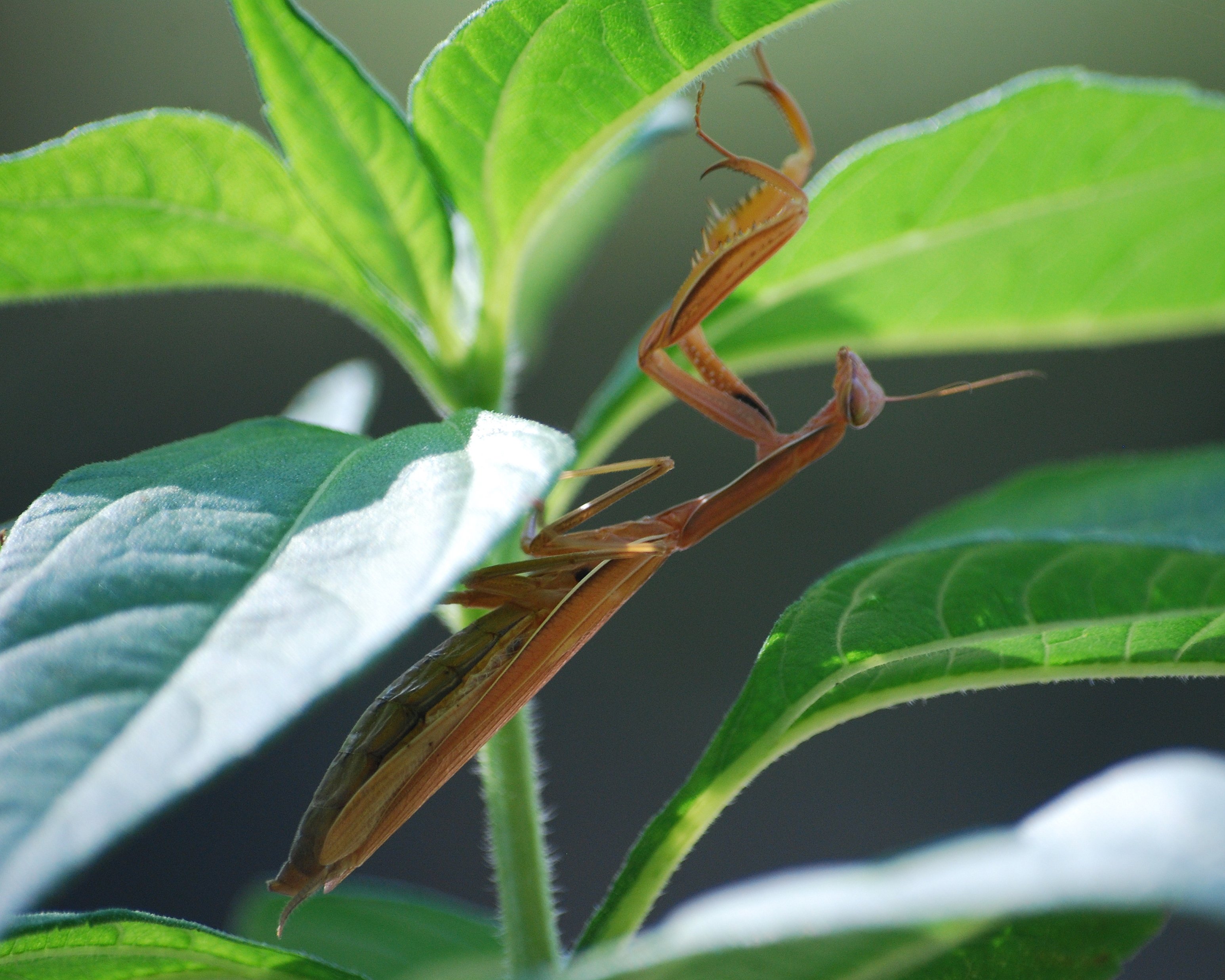 insects, Mantis, Mante, Religieuse, Nature, Macro, Closeup, Zoom Wallpaper