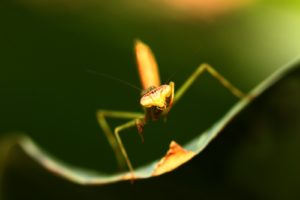 insects, Mantis, Mante, Religieuse, Nature, Macro, Closeup, Zoom