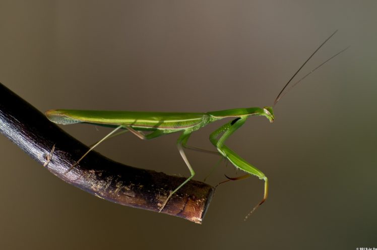 insects, Mantis, Mante, Religieuse, Nature, Macro, Closeup, Zoom HD Wallpaper Desktop Background