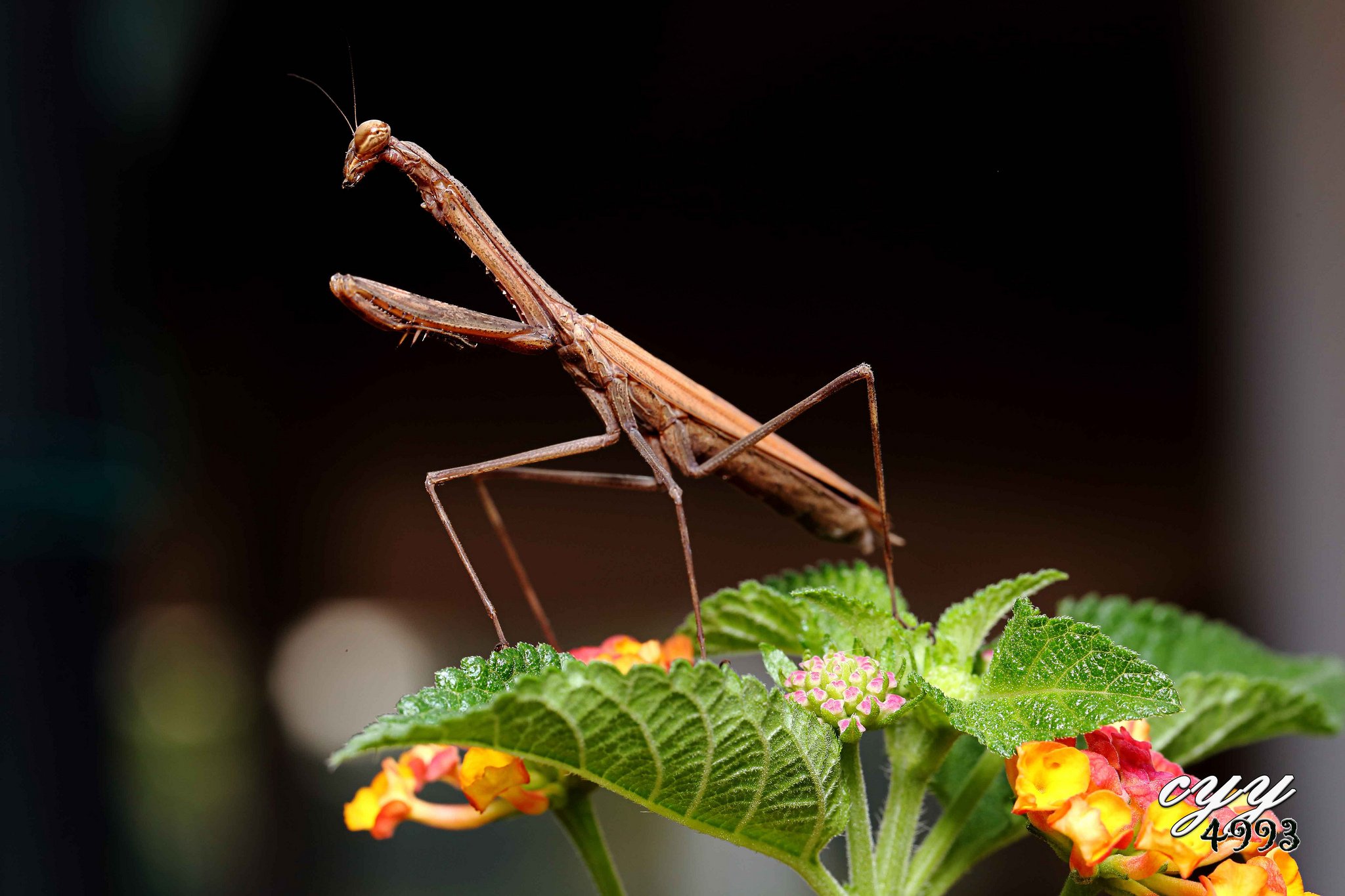 insects, Mantis, Mante, Religieuse, Nature, Macro, Closeup, Zoom Wallpaper