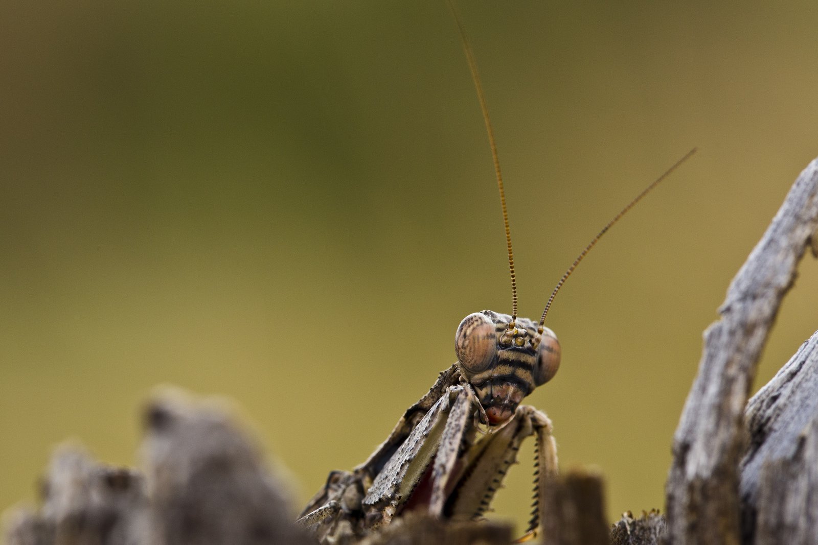 insects, Mantis, Mante, Religieuse, Nature, Macro, Closeup, Zoom Wallpaper