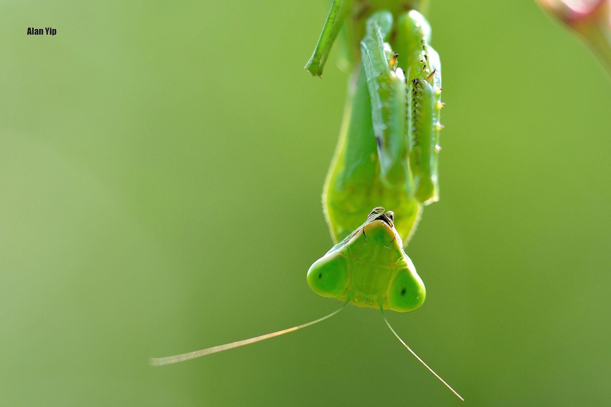 insects, Mantis, Mante, Religieuse, Nature, Macro, Closeup, Zoom Wallpaper