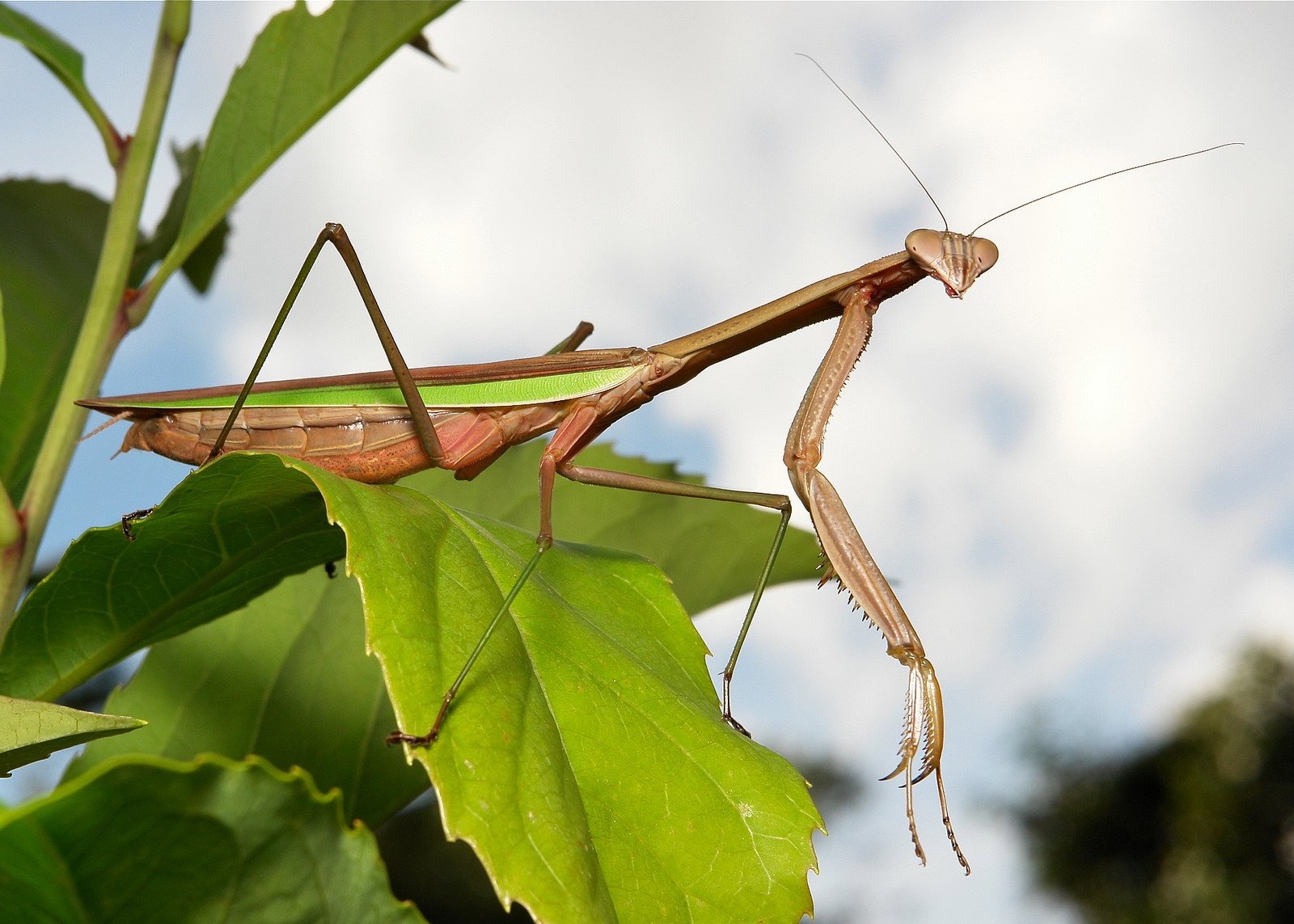 insects, Mantis, Mante, Religieuse, Nature, Macro, Closeup, Zoom Wallpaper