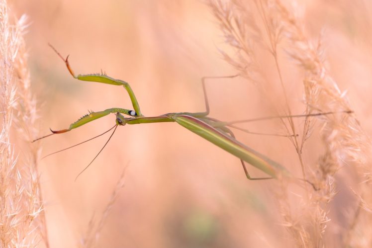 insects, Mantis, Mante, Religieuse, Nature, Macro, Closeup, Zoom HD Wallpaper Desktop Background