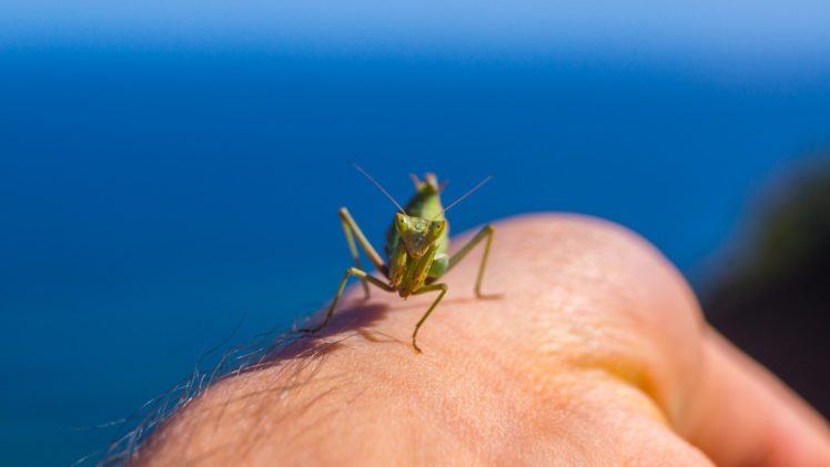 insects, Mantis, Mante, Religieuse, Nature, Macro, Closeup, Zoom HD Wallpaper Desktop Background