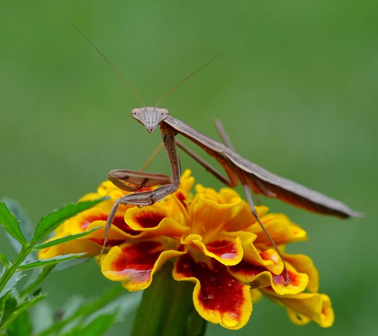 insects, Mantis, Mante, Religieuse, Nature, Macro, Closeup, Zoom HD Wallpaper Desktop Background