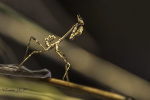insects, Mantis, Mante, Religieuse, Nature, Macro, Closeup, Zoom