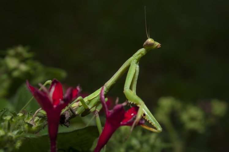 insects, Mantis, Mante, Religieuse, Nature, Macro, Closeup, Zoom HD Wallpaper Desktop Background