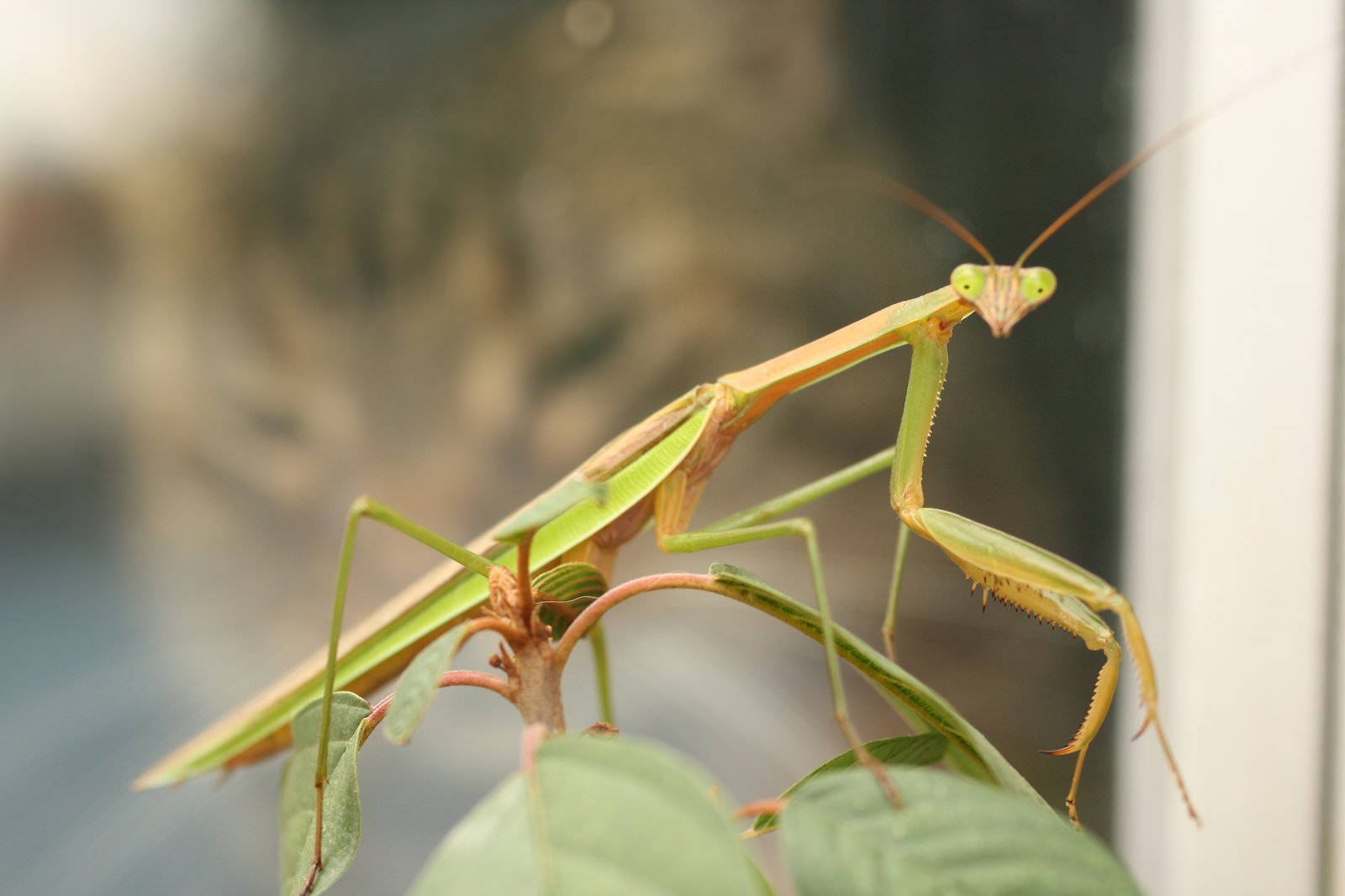 insects, Mantis, Mante, Religieuse, Nature, Macro, Closeup, Zoom Wallpaper