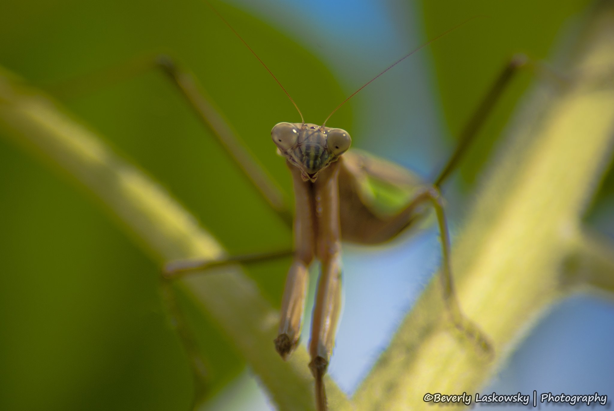 insects, Mantis, Mante, Religieuse, Nature, Macro, Closeup, Zoom Wallpaper