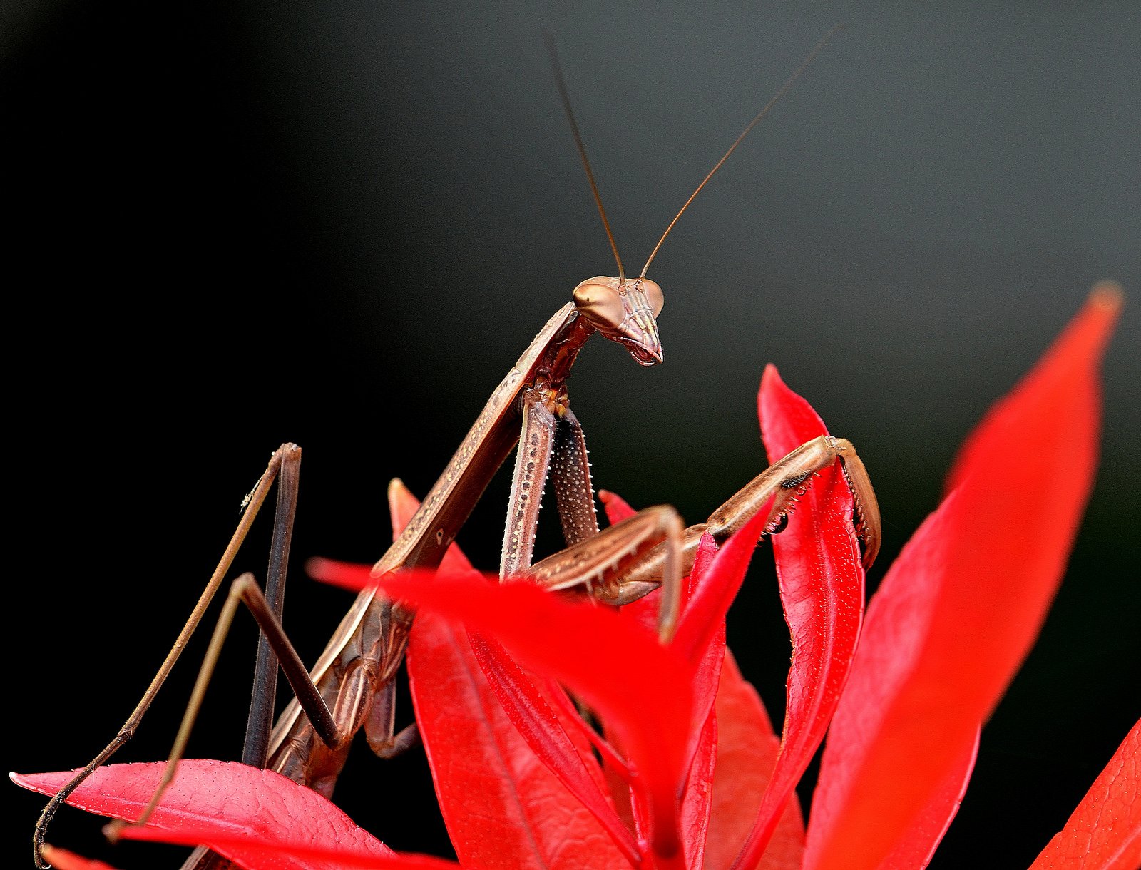 insects, Mantis, Mante, Religieuse, Nature, Macro, Closeup, Zoom Wallpaper
