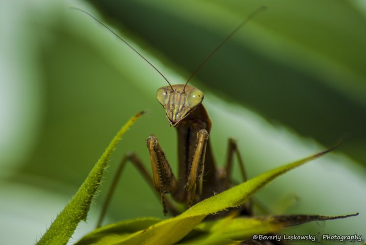 insects, Mantis, Mante, Religieuse, Nature, Macro, Closeup, Zoom HD Wallpaper Desktop Background