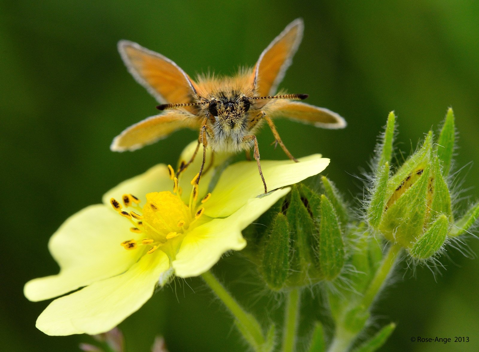 butterfly, Nature, Insects, Macro, Zoom, Close up, Wallpaper Wallpaper