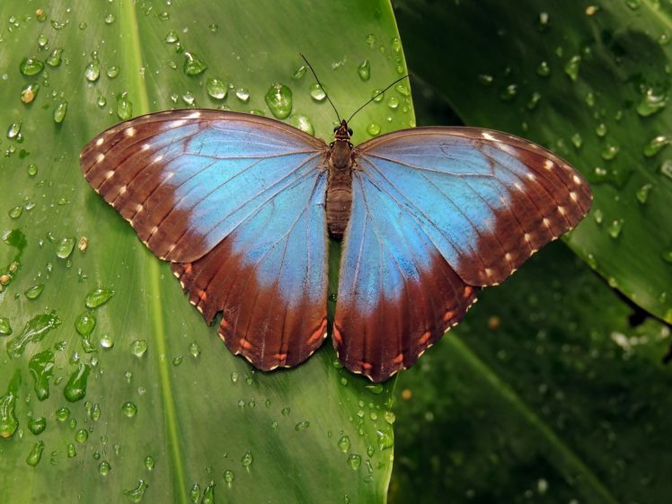 butterfly, Nature, Insects, Macro, Zoom, Close up, Wallpaper HD Wallpaper Desktop Background