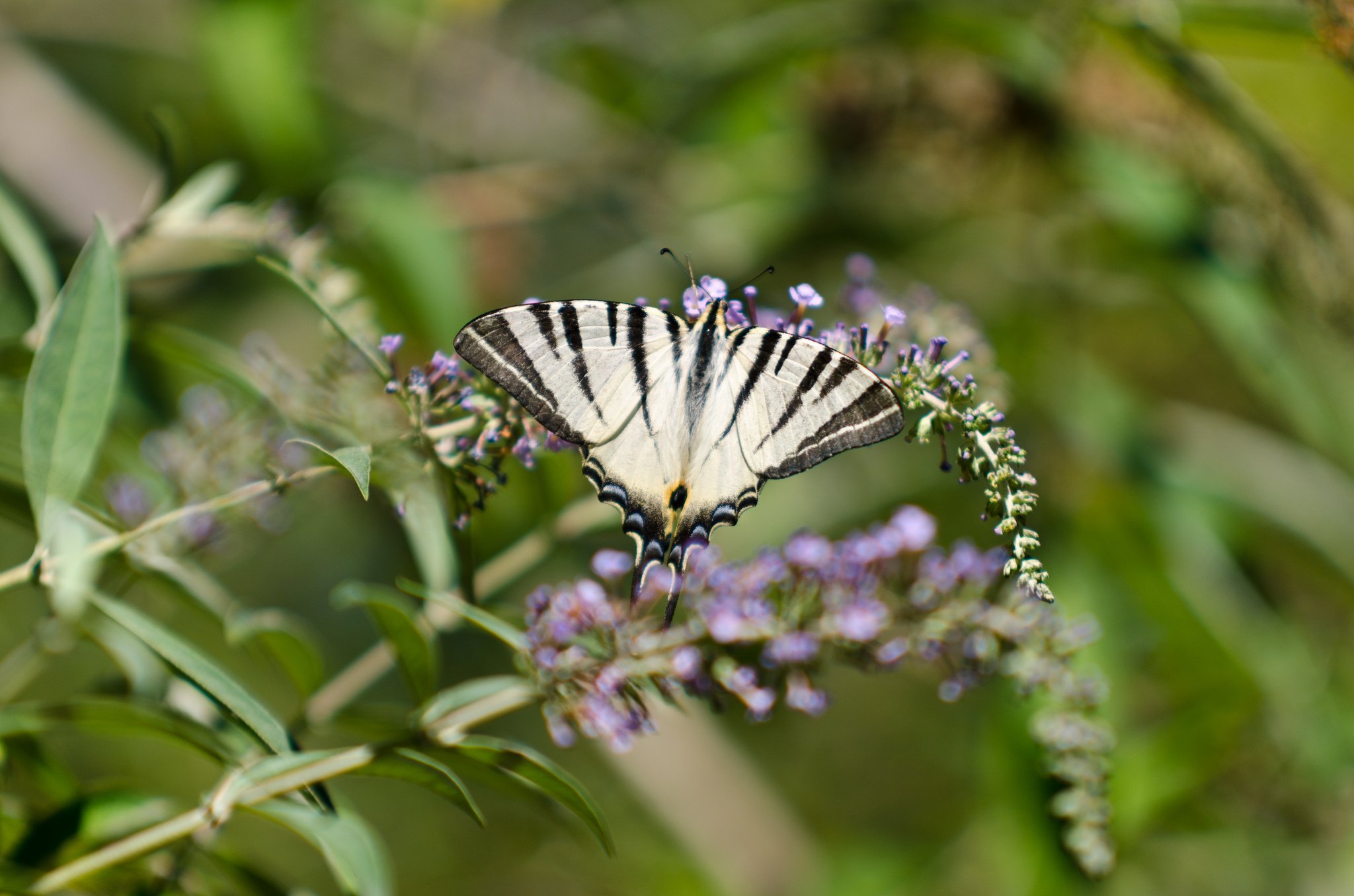 butterfly, Nature, Insects, Macro, Zoom, Close up, Wallpaper Wallpaper