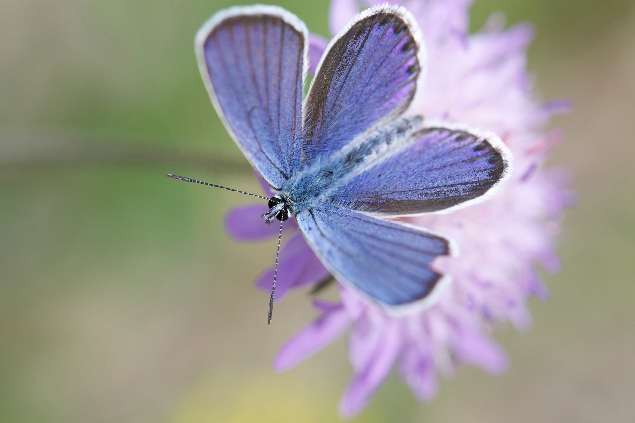 butterfly, Nature, Insects, Macro, Zoom, Close up, Wallpaper Wallpaper