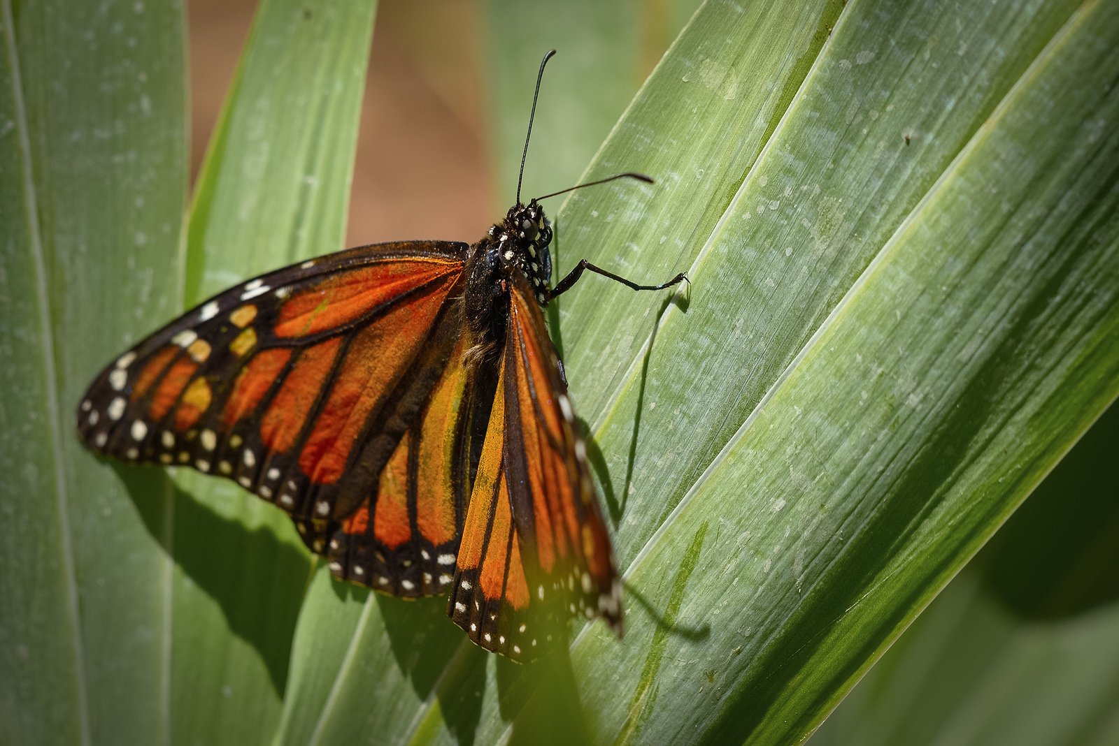 butterfly, Nature, Insects, Macro, Zoom, Close up, Wallpaper Wallpaper