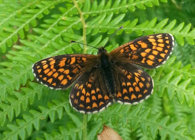 butterfly, Nature, Insects, Macro, Zoom, Close up, Wallpaper HD Wallpaper Desktop Background