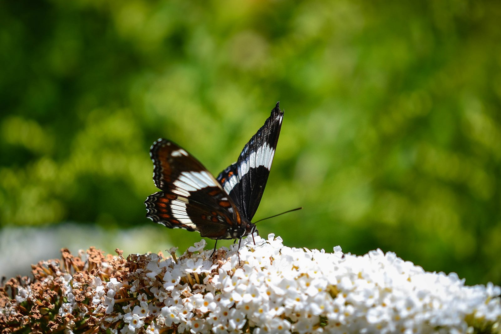 butterfly, Nature, Insects, Macro, Zoom, Close up, Wallpaper Wallpaper