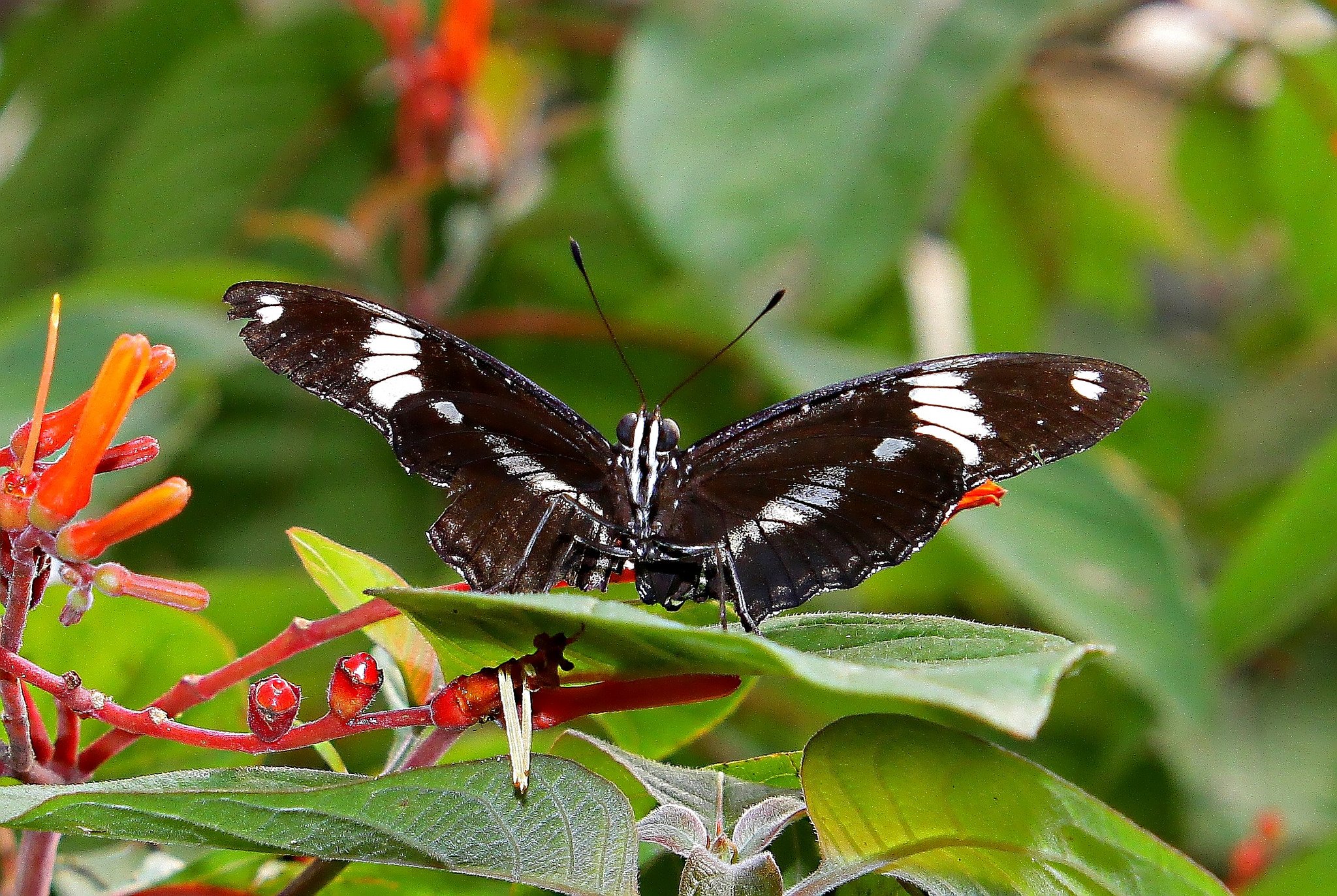 butterfly, Nature, Insects, Macro, Zoom, Close up, Wallpaper Wallpaper