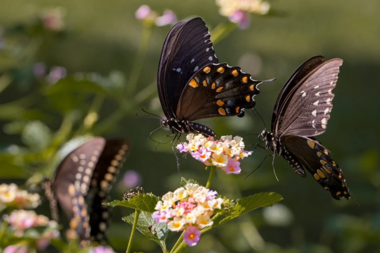 butterfly, Nature, Insects, Macro, Zoom, Close up, Wallpaper HD Wallpaper Desktop Background