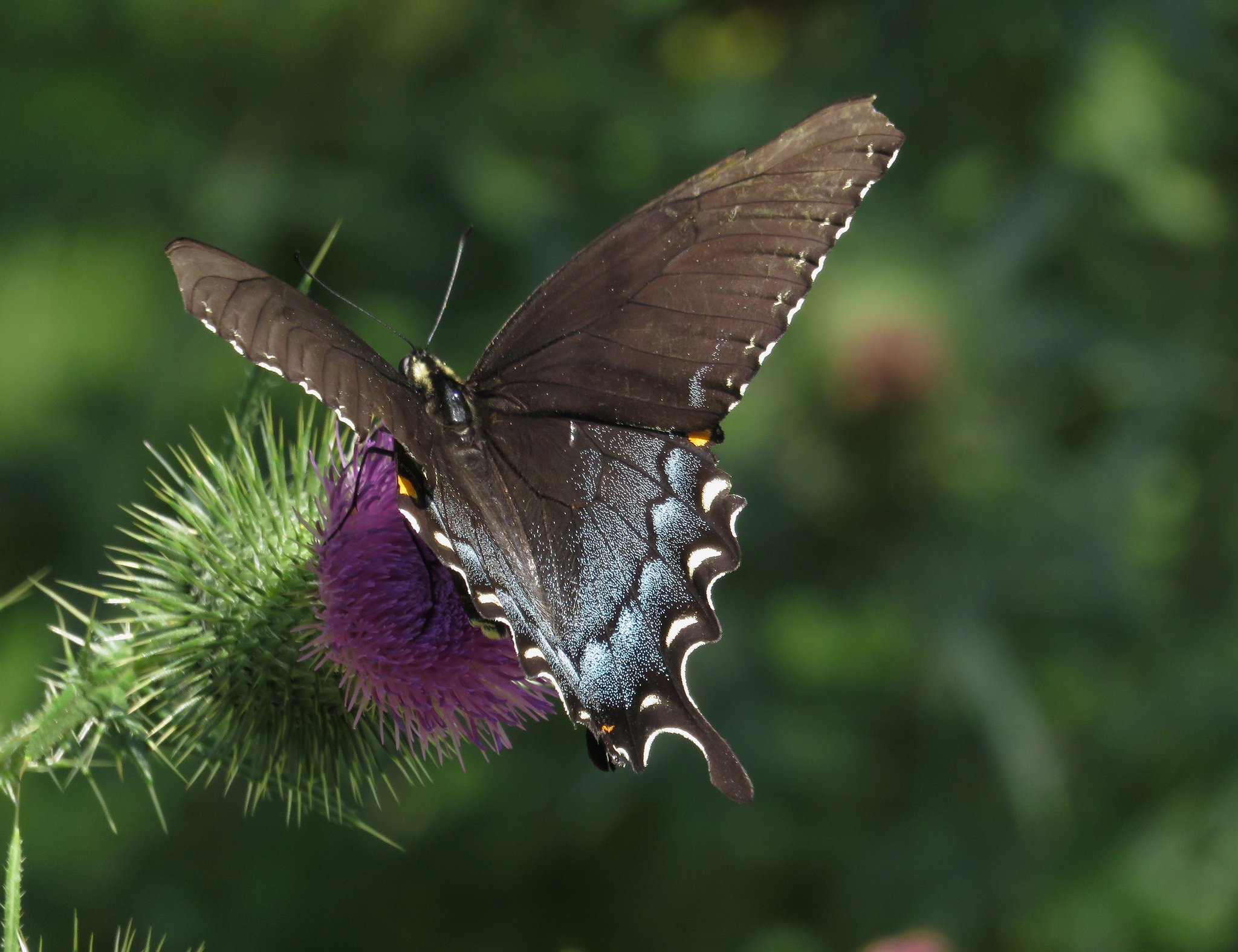 butterfly, Nature, Insects, Macro, Zoom, Close up, Wallpaper Wallpaper