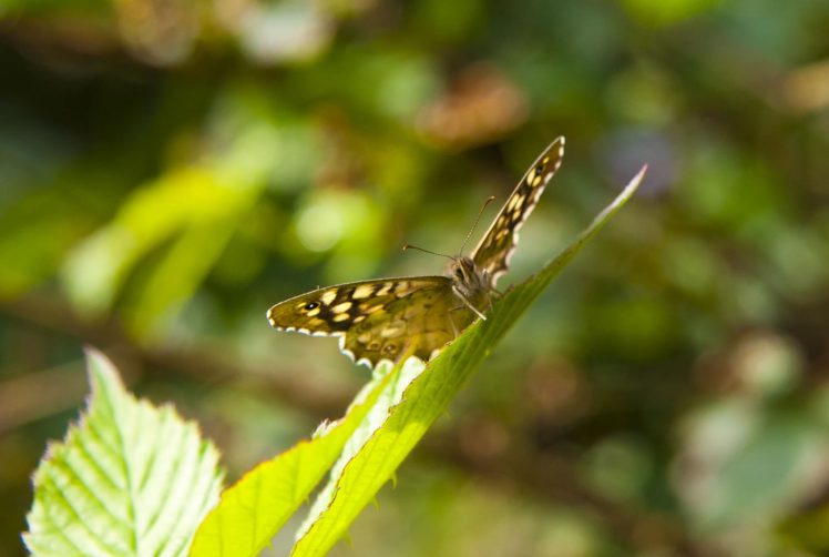 butterfly, Nature, Insects, Macro, Zoom, Close up, Wallpaper HD Wallpaper Desktop Background