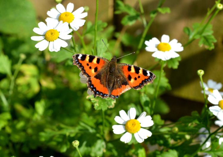 butterfly, Nature, Insects, Macro, Zoom, Close up, Wallpaper HD Wallpaper Desktop Background