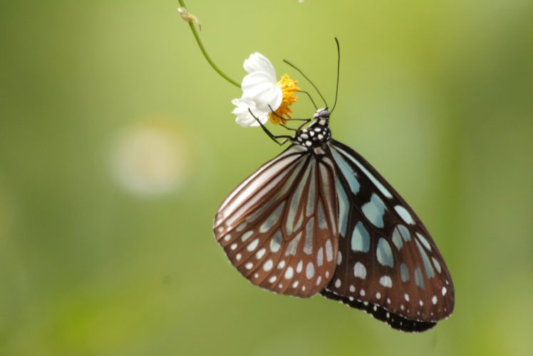 butterfly, Nature, Insects, Macro, Zoom, Close up, Wallpaper HD Wallpaper Desktop Background