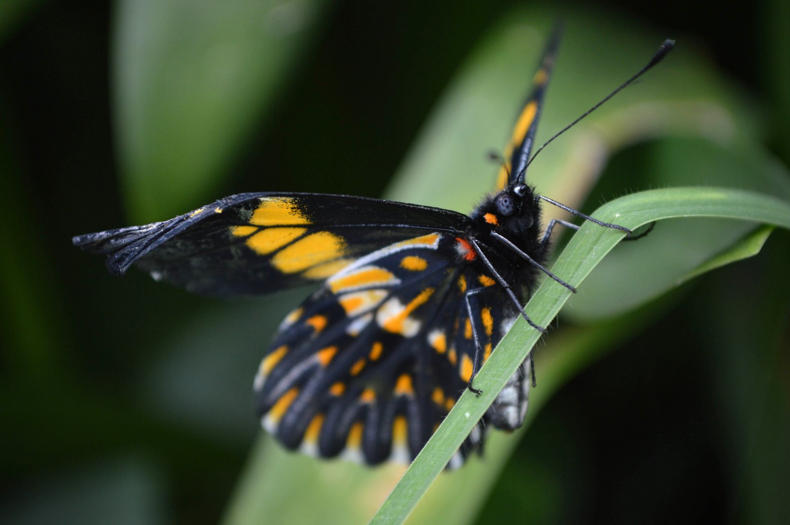 butterfly, Nature, Insects, Macro, Zoom, Close up, Wallpaper Wallpaper