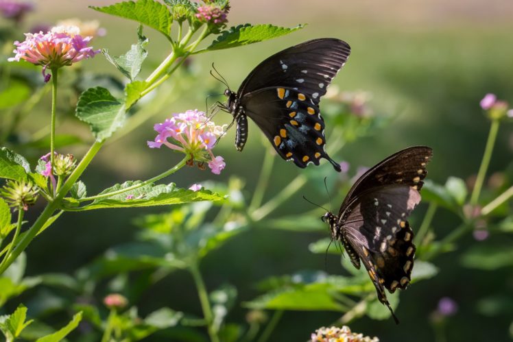 butterfly, Nature, Insects, Macro, Zoom, Close up, Wallpaper HD Wallpaper Desktop Background