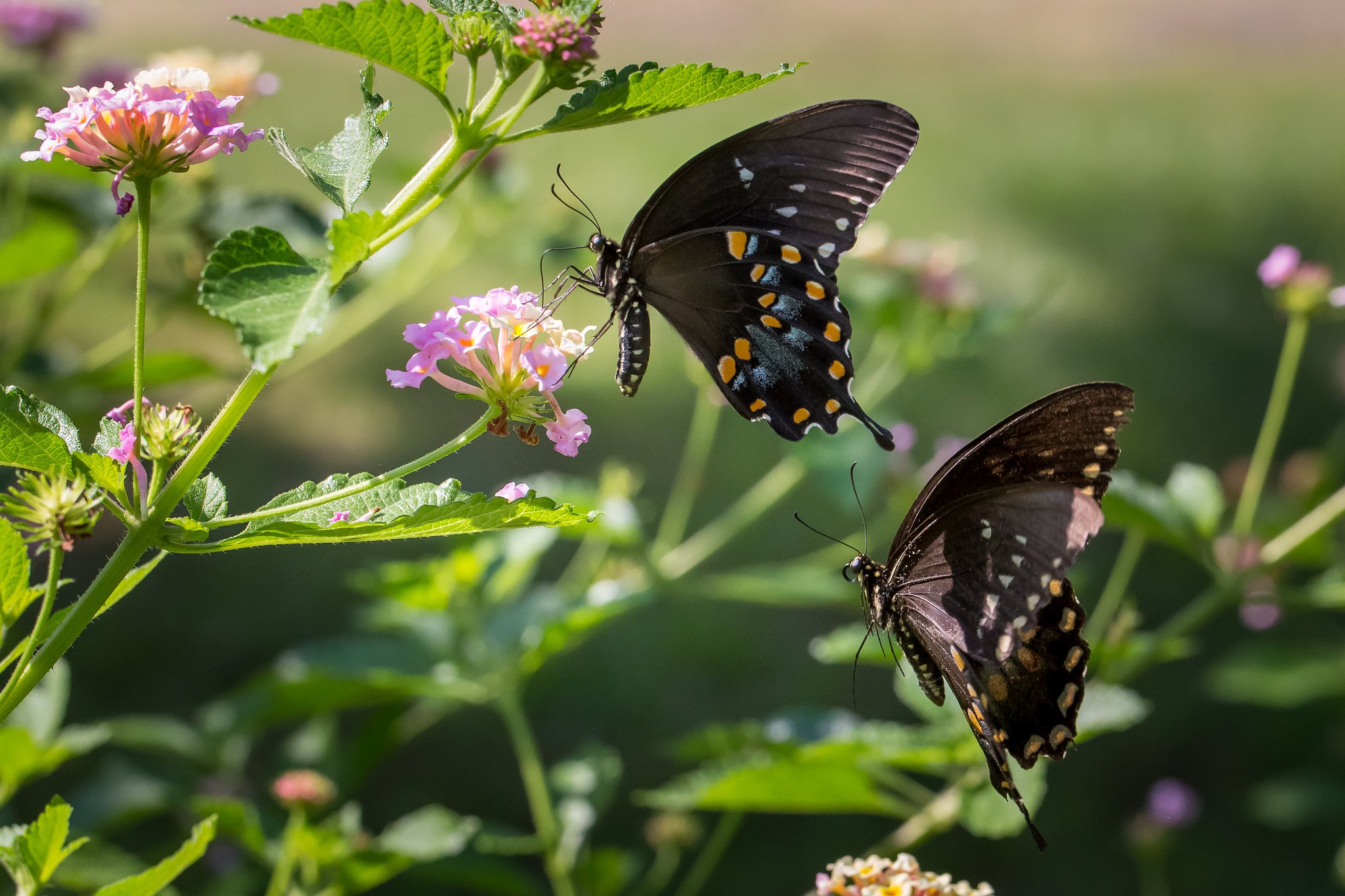 butterfly, Nature, Insects, Macro, Zoom, Close up, Wallpaper Wallpaper