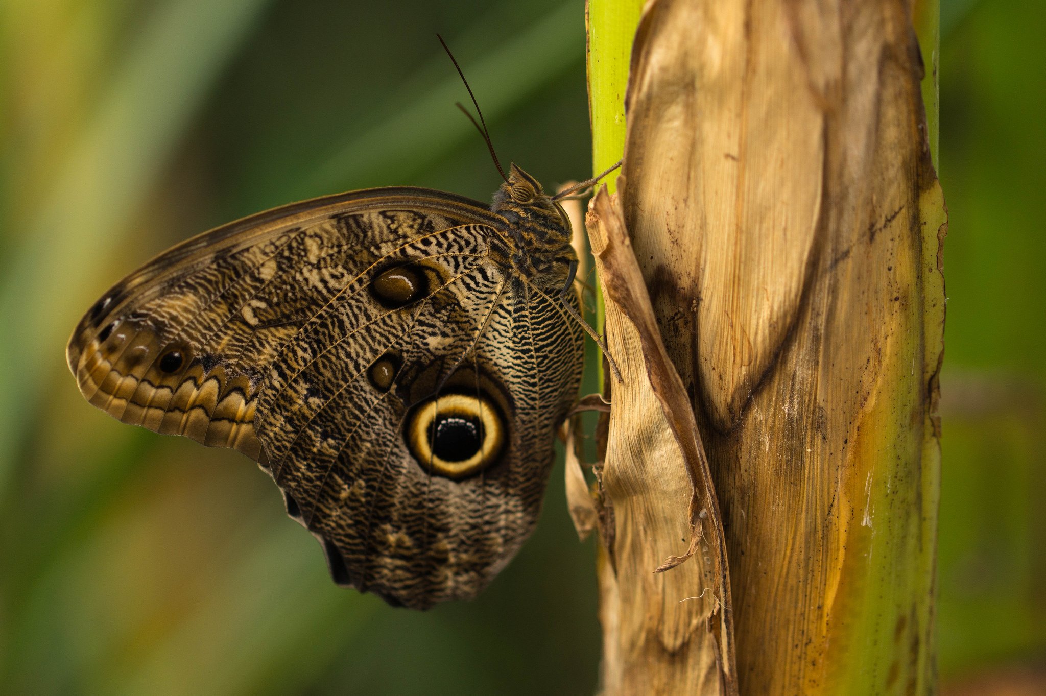 butterfly, Nature, Insects, Macro, Zoom, Close up, Wallpaper Wallpaper