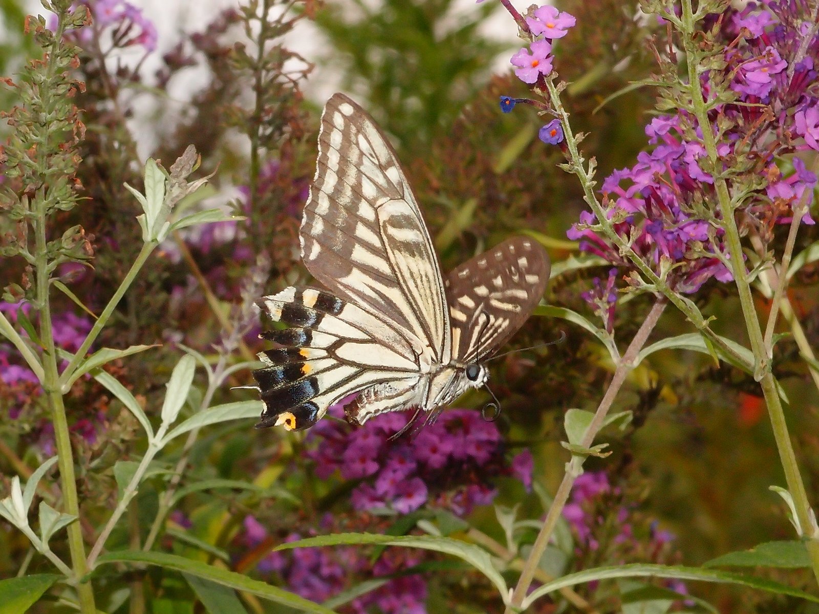 butterfly, Nature, Insects, Macro, Zoom, Close up, Wallpaper Wallpaper