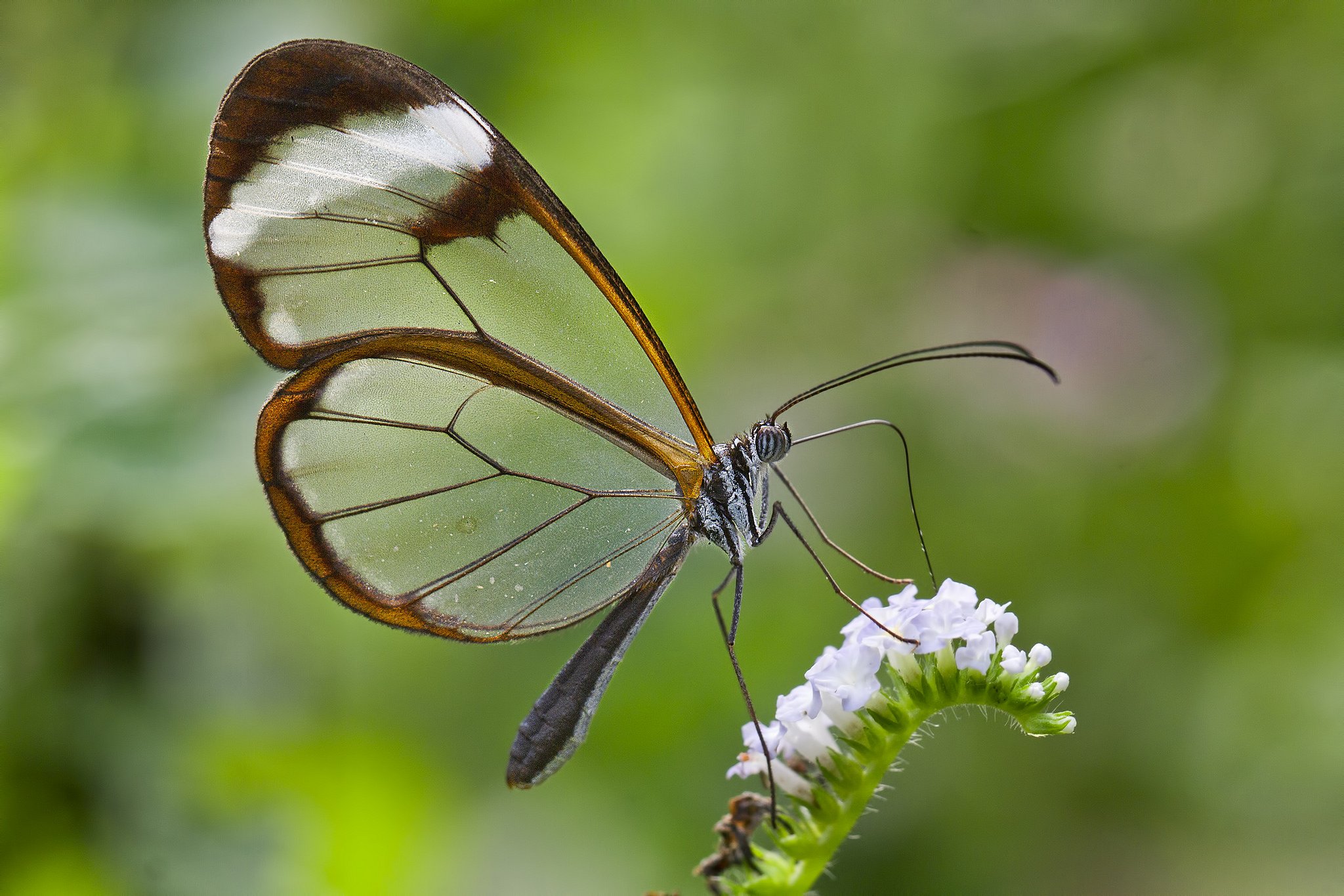 butterfly, Nature, Insects, Macro, Zoom, Close up, Wallpaper Wallpaper