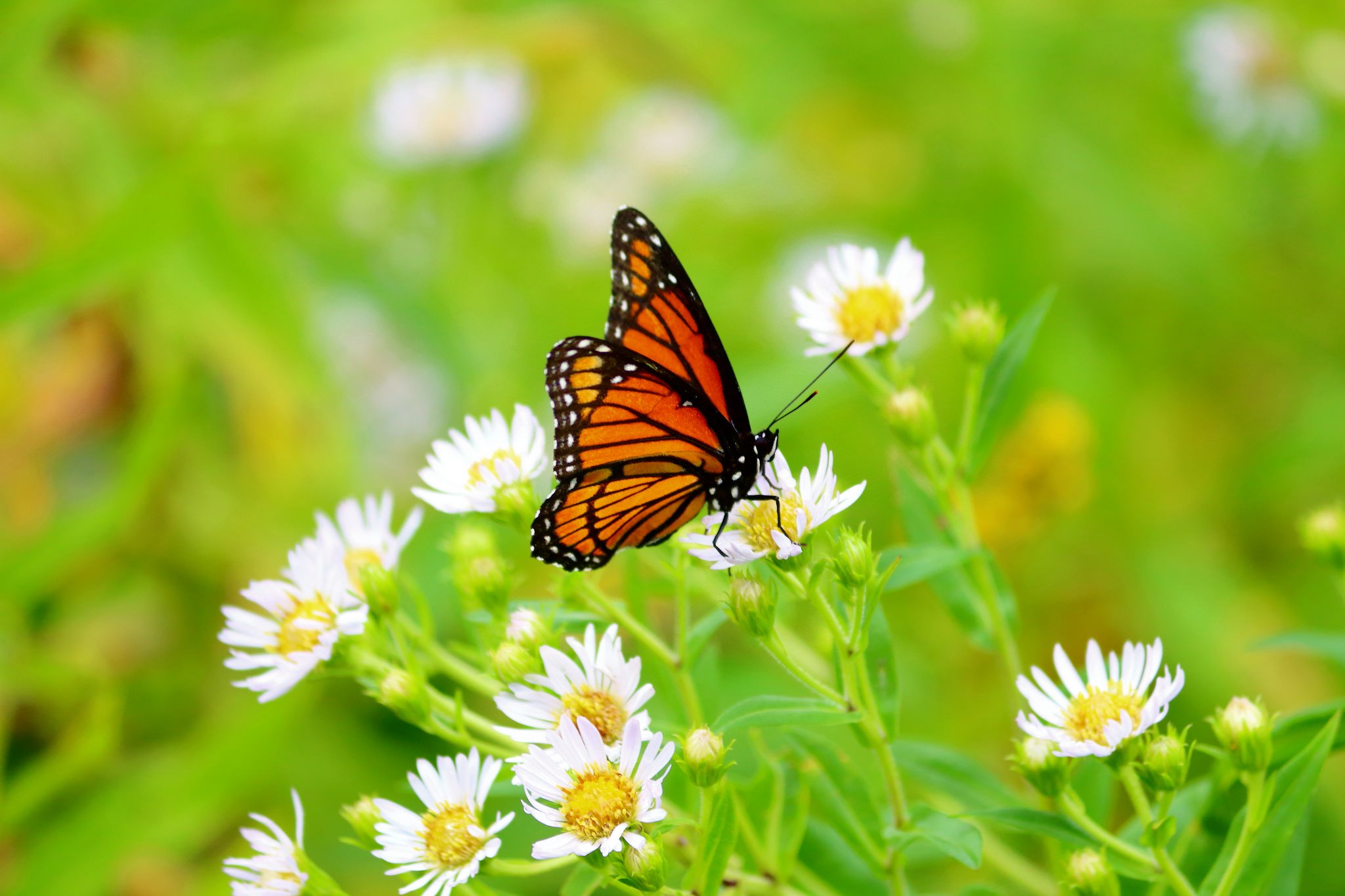 butterfly, Nature, Insects, Macro, Zoom, Close up, Wallpaper Wallpaper