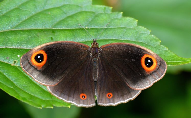 butterfly, Nature, Insects, Macro, Zoom, Close up, Wallpaper HD Wallpaper Desktop Background