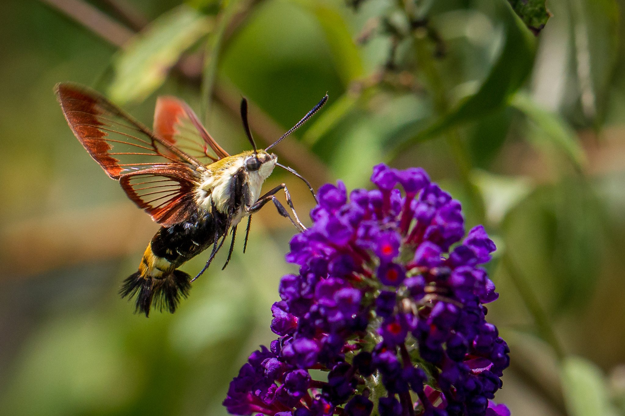 butterfly, Nature, Insects, Macro, Zoom, Close up, Wallpaper Wallpaper
