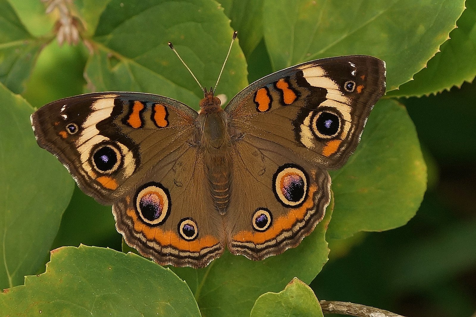 butterfly, Nature, Insects, Macro, Zoom, Close up, Wallpaper Wallpaper