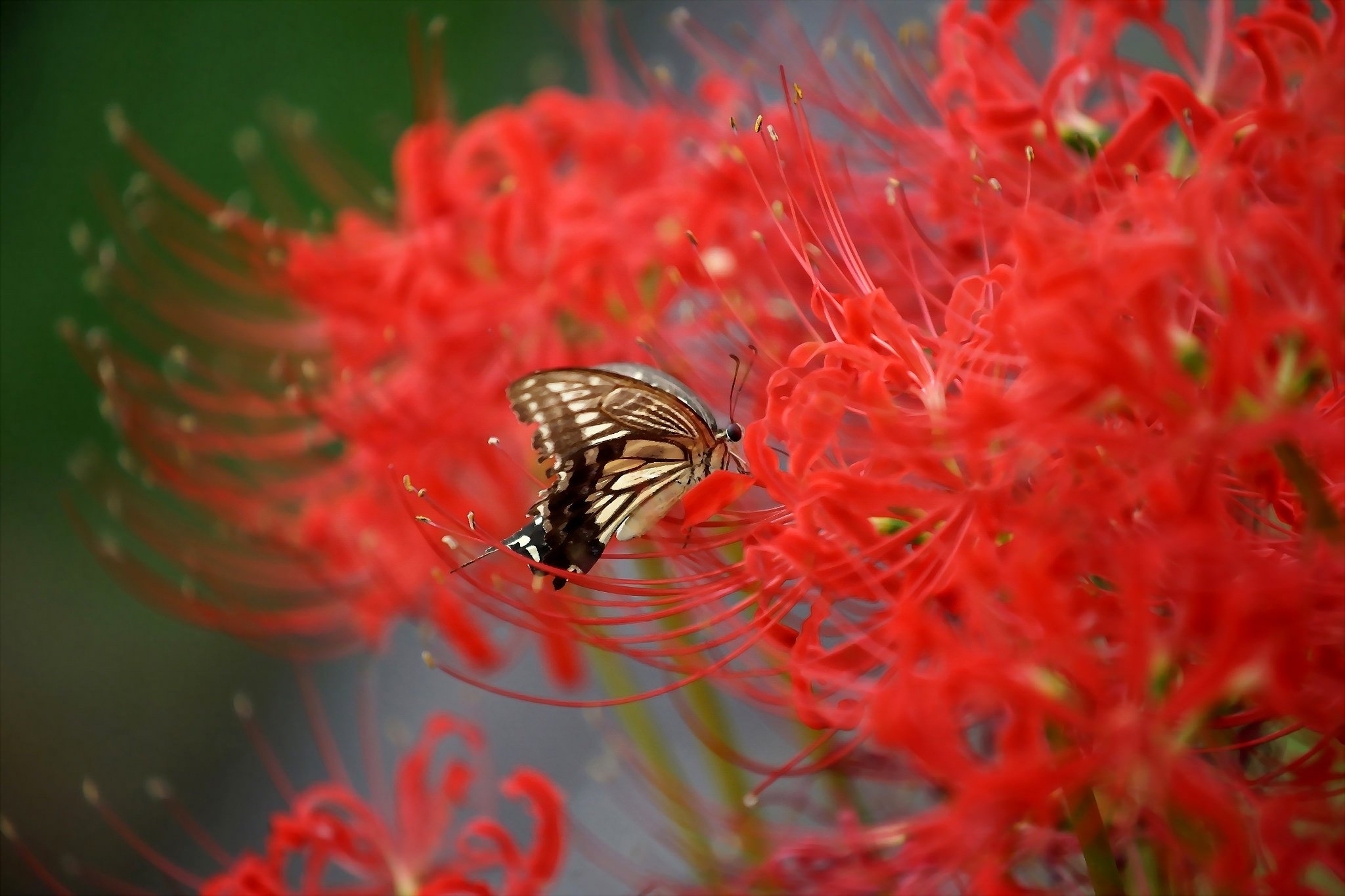butterfly, Nature, Insects, Macro, Zoom, Close up, Wallpaper Wallpaper