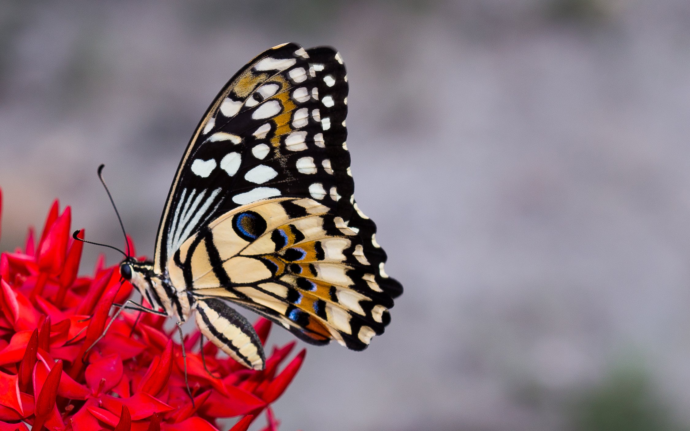 butterfly, Nature, Insects, Macro, Zoom, Close up, Wallpaper Wallpapers