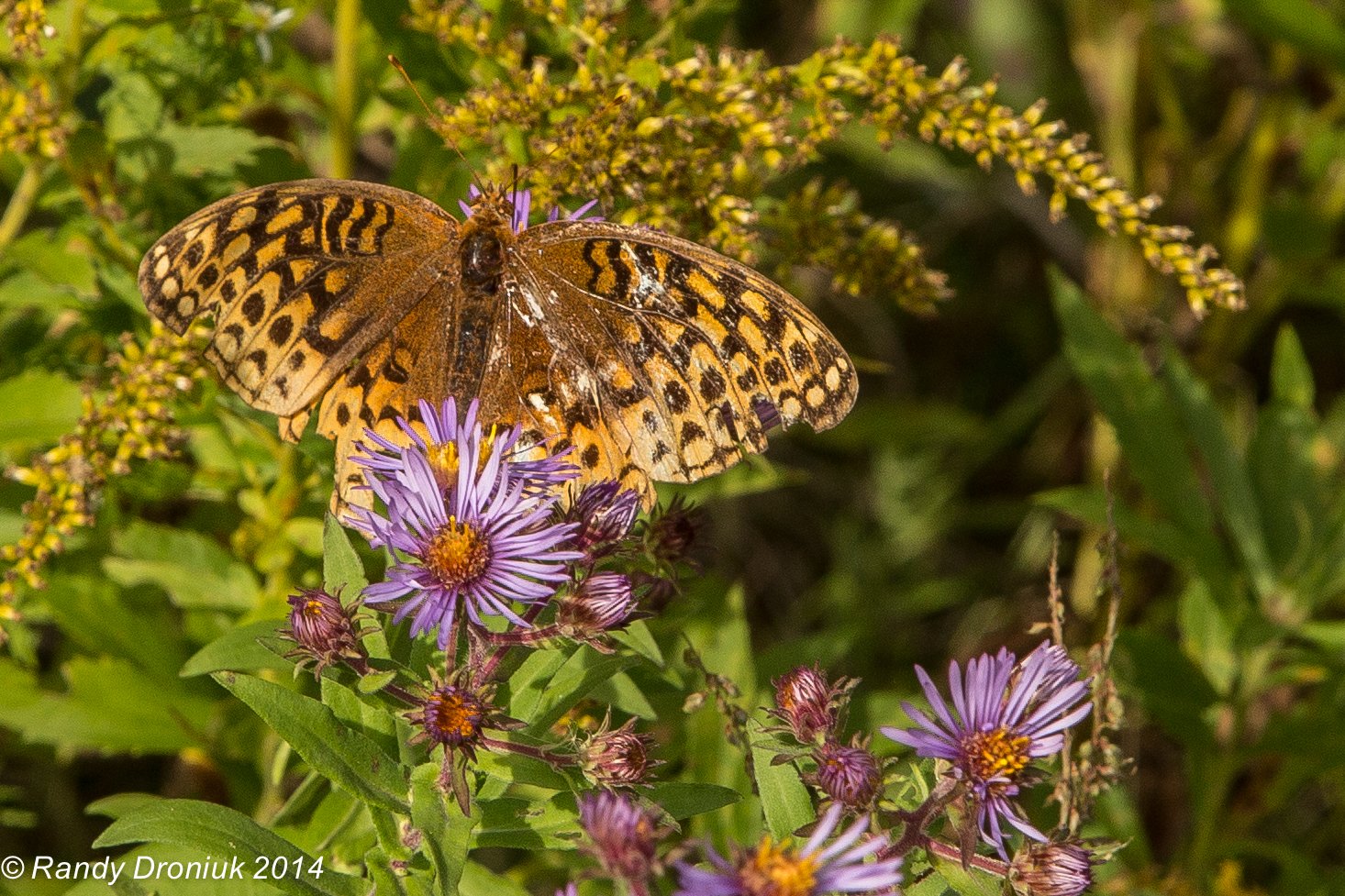 butterfly, Nature, Insects, Macro, Zoom, Close up, Wallpaper Wallpaper