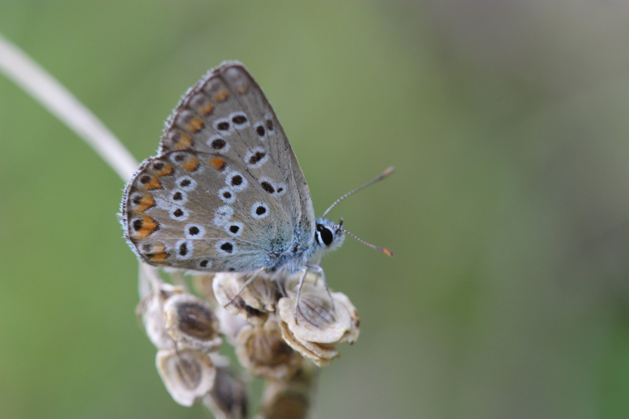 butterfly, Nature, Insects, Macro, Zoom, Close up, Wallpaper Wallpaper