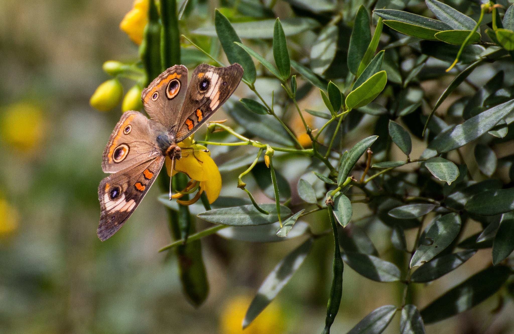 butterfly, Nature, Insects, Macro, Zoom, Close up, Wallpaper Wallpaper