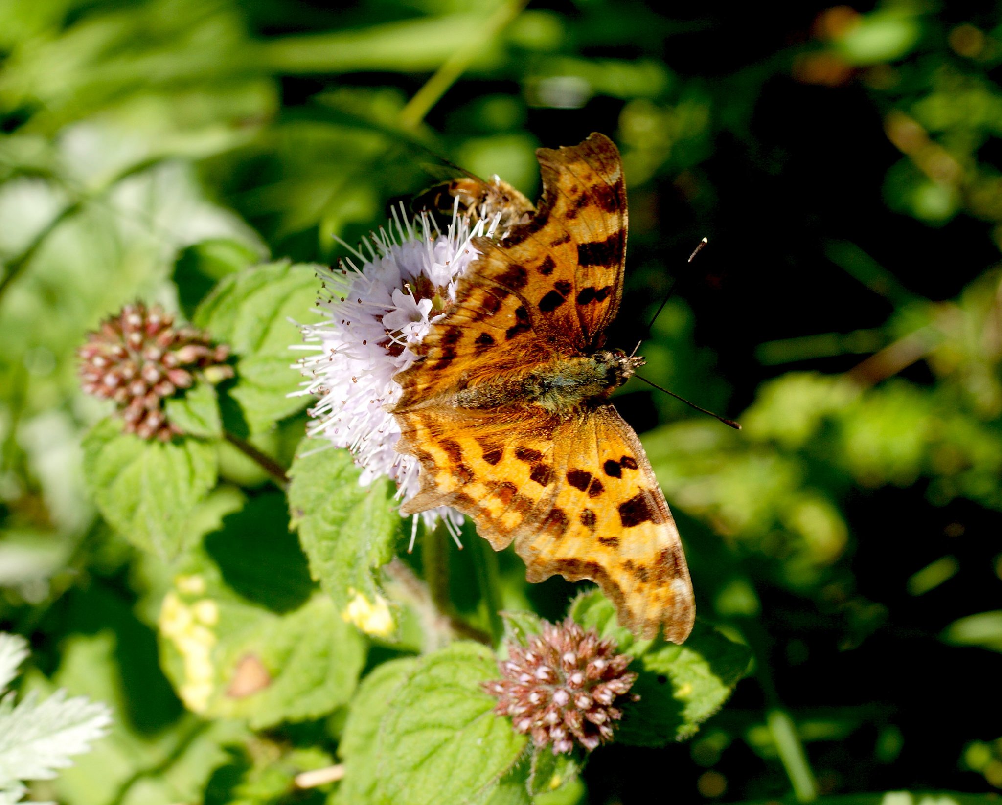 butterfly, Nature, Insects, Macro, Zoom, Close up, Wallpaper Wallpaper
