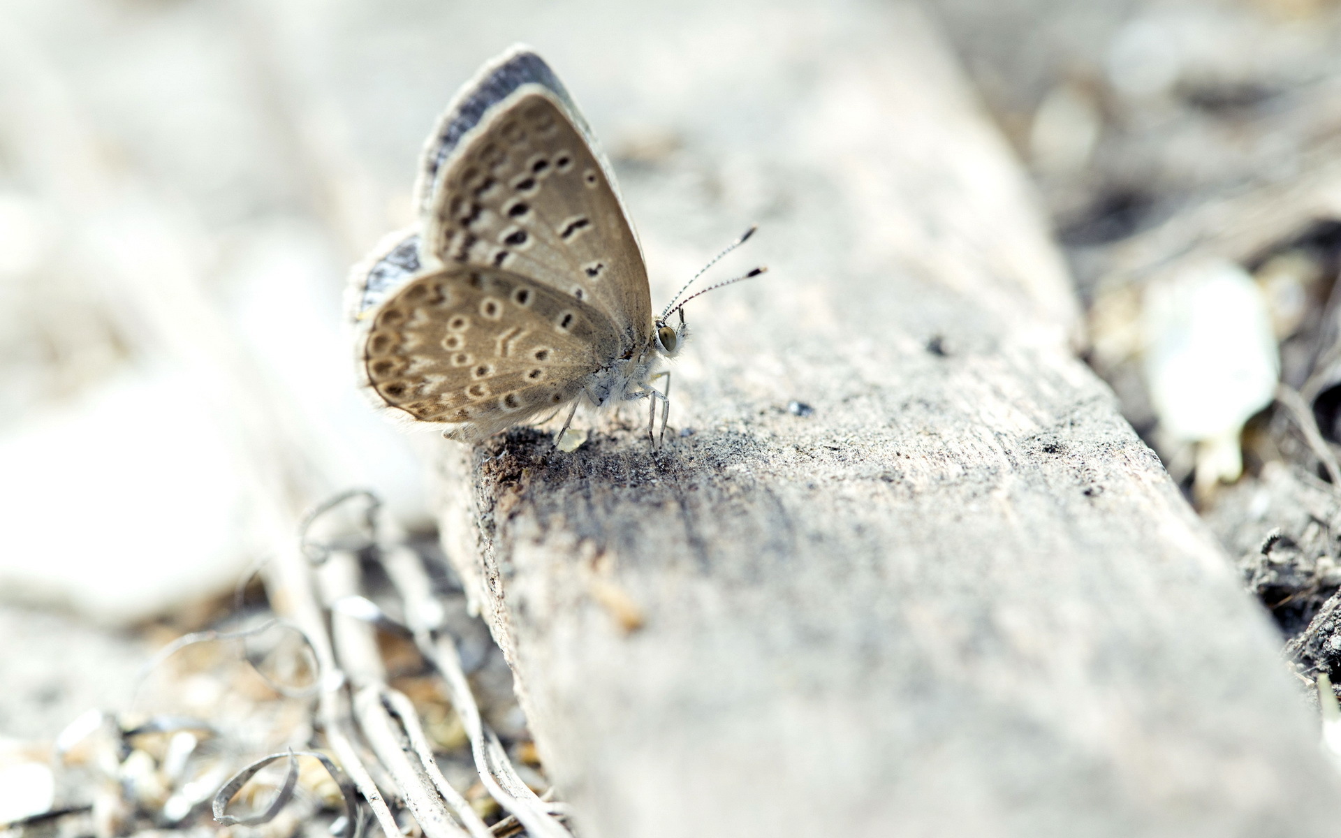 butterfly Wallpaper