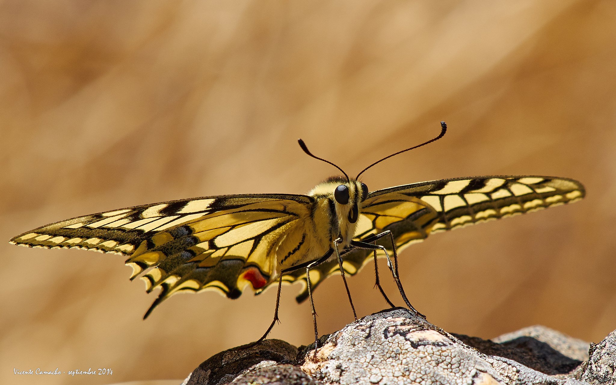 butterfly, Nature, Insects, Macro, Zoom, Close up, Wallpaper Wallpaper