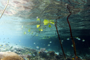 lake, Water, Fish, Underwater, Leaves, Branches