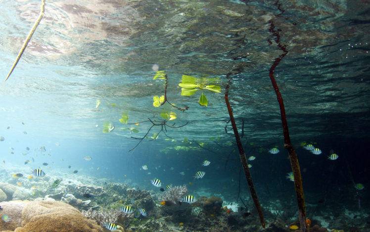 lake, Water, Fish, Underwater, Leaves, Branches HD Wallpaper Desktop Background