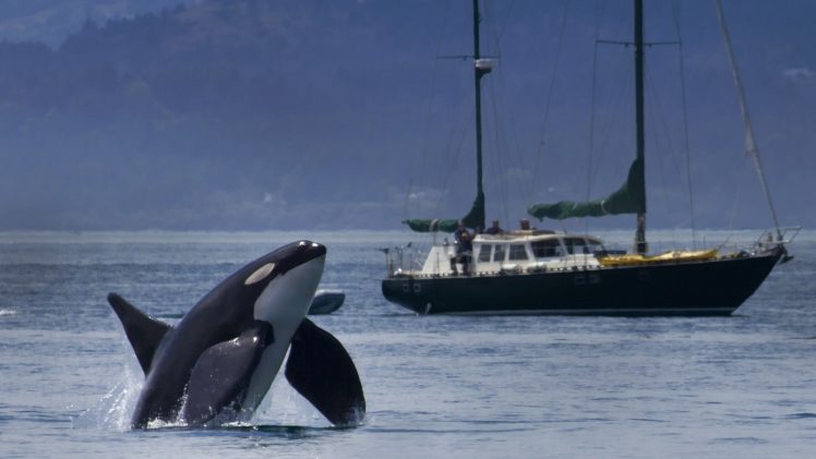 killer, Whale, Yacht, Orca, Ship, Boat HD Wallpaper Desktop Background